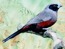 Black-cheeked waxbill