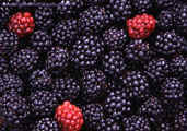 Blackberries.bowl.sml.jpg (56063 bytes)