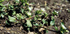 Common-chickweed-in-flower.jpg (23663 bytes)