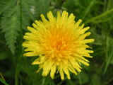 Dandelion Head.jpg (62486 bytes)