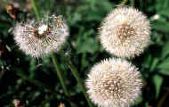 Dandelion_fluff.balls.jpg (16471 bytes)