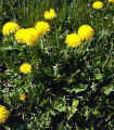 Dandelion.jpg (27835 bytes)