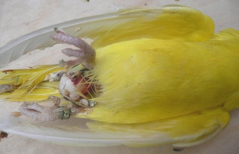poor budgie that died during the night while trying to lay her egg