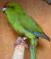 Kaki.poorly.foot.sml.jpg (28051 bytes)