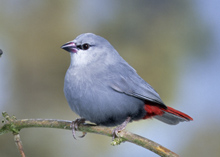 Lavender Waxbill