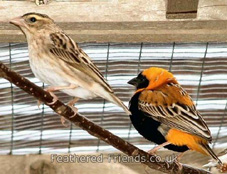 orange bishop pair