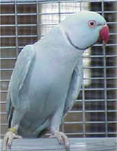 Male Blue Cinnamon Mutation of the Indian Ringneck Parakeet