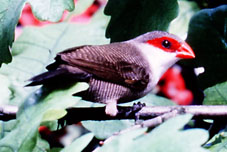 St Helena Waxbill