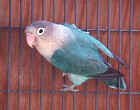 blue.fischer.lovebird.jpg (12444 bytes)