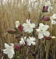 campion.white.clump.jpg (12903 bytes)