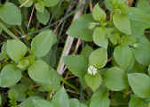 chickweed.gd.jpg (26462 bytes)