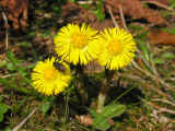 coltsfoot.nice.jpg (126125 bytes)