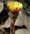 coltsfoot.sgl.jpg (5897 bytes)