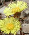 coltsfoot.stem._small.jpg (8481 bytes)