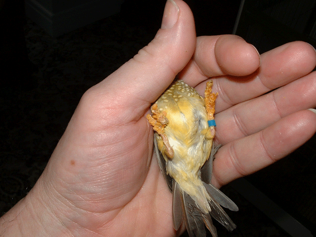 Canary Scaly Feet
