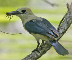 tuamotu kingfisher