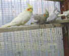 3_cockatiels.incl.Fruity.jpg (31664 bytes)