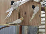 3_cockatiels.jpg (28625 bytes)