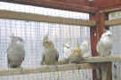 5_Cockatiels_Feb03.jpg (23702 bytes)