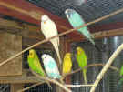 Asstd. Budgies.sml.jpg (51358 bytes)