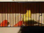 Canaries.cage.4.jpg (85653 bytes)