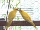 Kakis_-_2nd_pair.out_of_sml.aviary.jpg (48097 bytes)