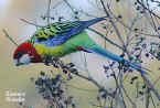 Eastern Rosella