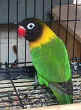 green-masked.lovebird.jpg (15471 bytes)