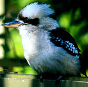 Laughing Kookaburra.