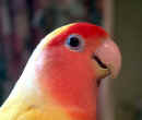 lovebird.C.up.jpg (95106 bytes)