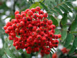 mountain-ash.berries.sml..jpg (41713 bytes)