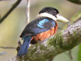 Rufous-bellied Kookaburra