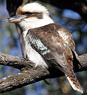 Laughing Kookaburra.